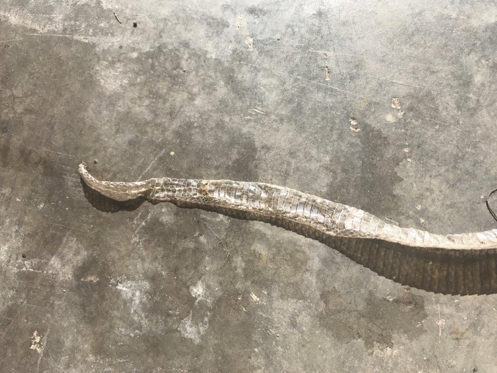 Grand Rapids snake skin